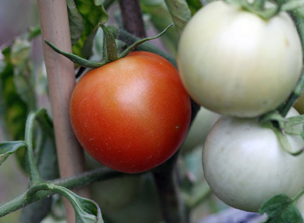 Tomate SIBERIAN EARLY  [Raritäten]  [Russische Sorten]