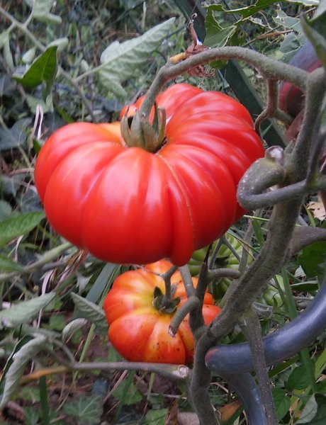 Tomate Costoluto Genovese (IT)