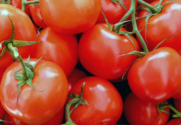 Tomate HILLBILLY [Salattomate]