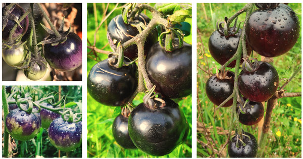 3er SET Blaue/dunkle Tomaten - Sortenvielfalt (SPARANGEBOT)