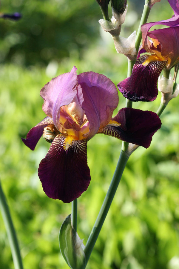 Iris barbata elatior Hybride INDIAN CHIEF
