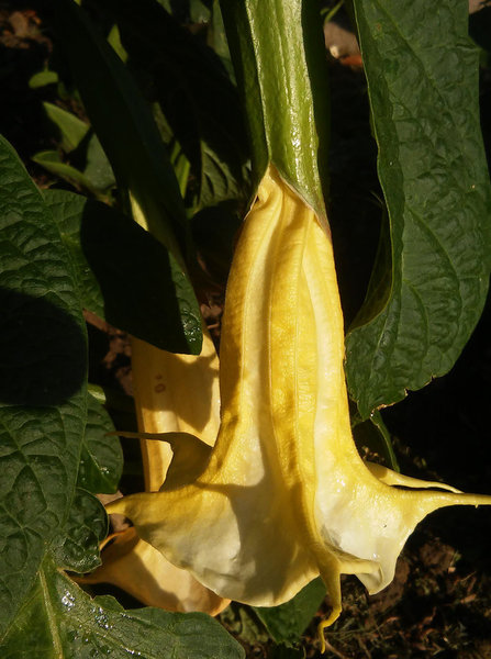 Engelstrompete Brugmansia aurea - GELB