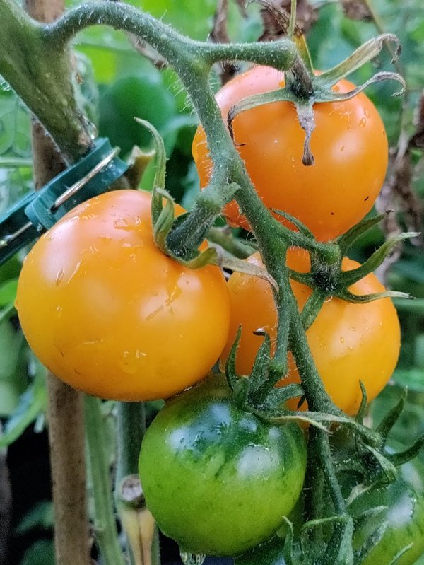 Tomate AURIGA [Stabtomate]