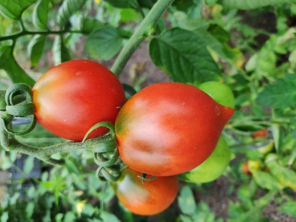 Tomaten-Saatgut: 10 Korn - Italienische Wintertomate (Pomodorino del Piennolo del Vesuvio) - Rarität