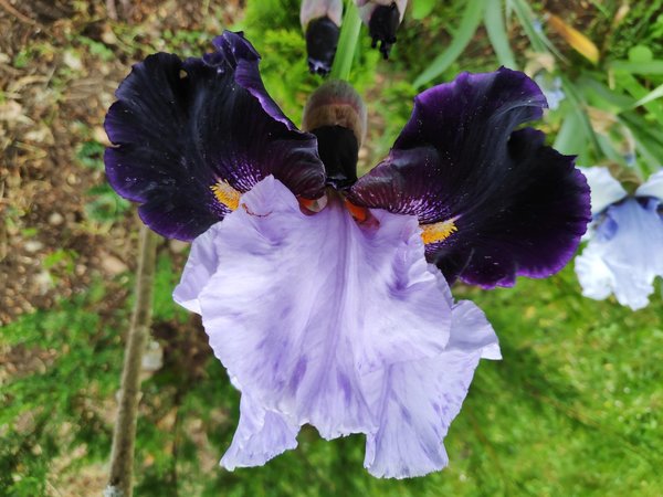 Iris Hybride GRACE UPON GRACE