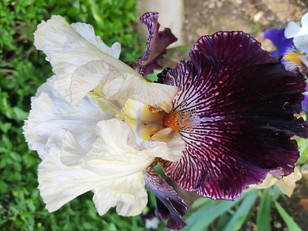 Iris Hybride PIANO MAN