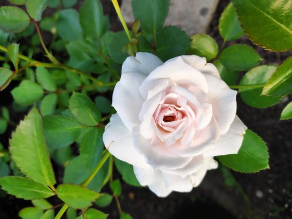 Rose ASPIRIN Beet-/Strauchrose - 50-60 cm