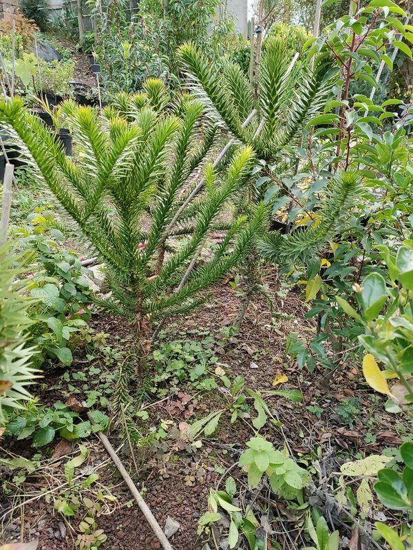 Andentanne (Rarität) - Araucaria araucana - 50-60 cm
