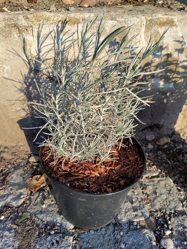 Currykraut - Helichrysum italicum XL