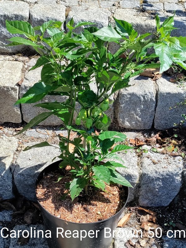 Chili-Pflanze XXL - CAROLINA REAPER BROWN 50 cm