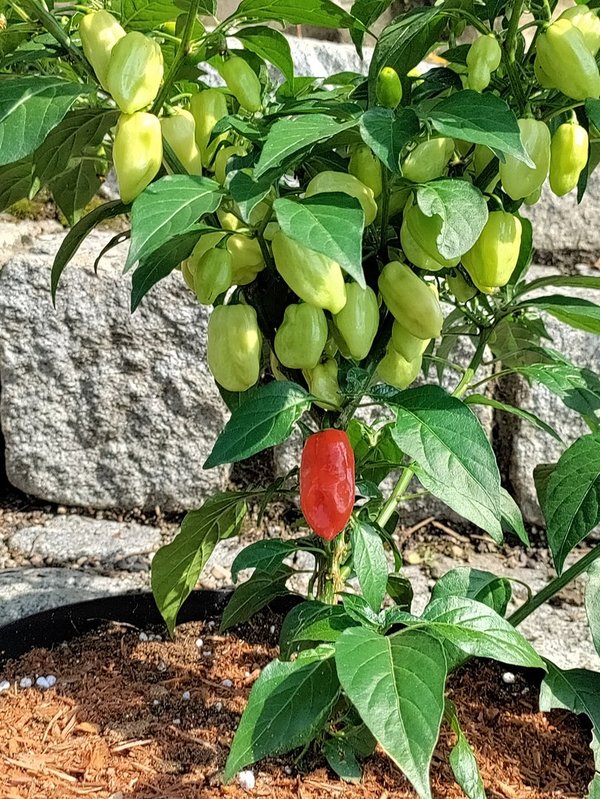 Chili-Pflanze XXL - HABANERO TOBAGO SEASONING