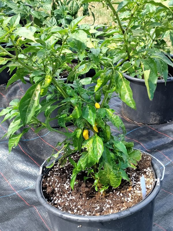 Chili-Pflanze XXL - NAGA WHITE
