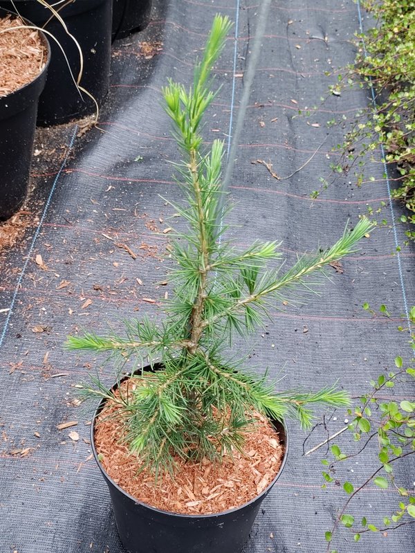 Libanon-Zeder - Cedrus lebani - Baum ca 30 bis 45 cm - 1St