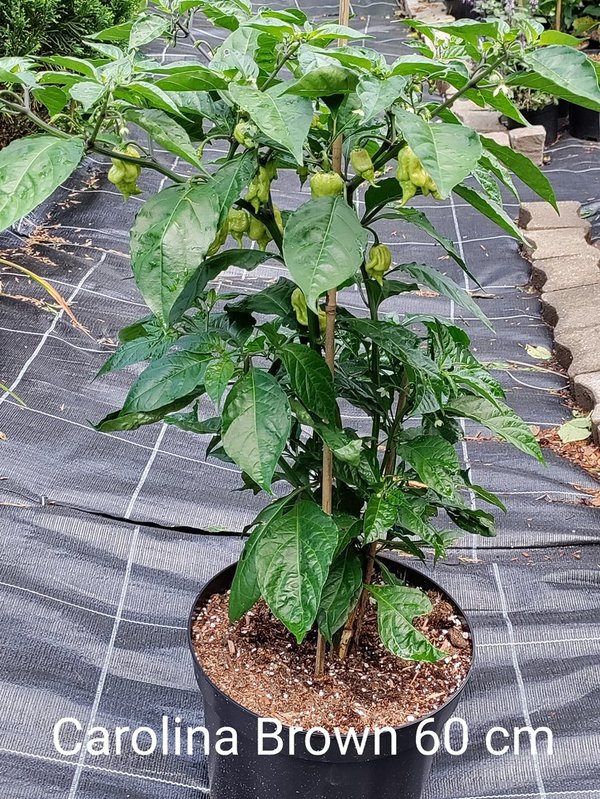 Chili-Pflanze XXL - CAROLINA REAPER BROWN 60 cm Capsicum chinense