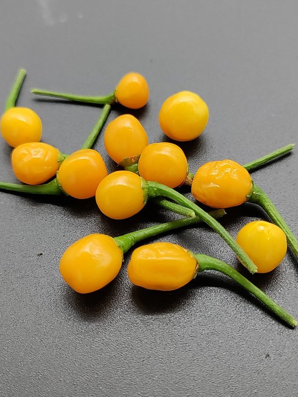 Chili Zierpflanzensamen - 10 Korn - Aji Charapita Yellow