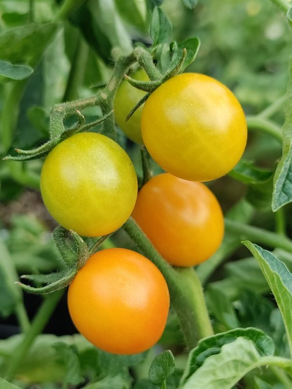 Tomaten Zierpflanzensamen - 10 Korn - TINDINDOGO