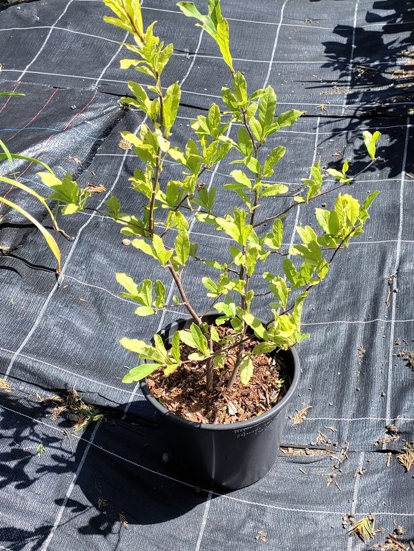 Sternmagnolie - Magnolia stellata - weiß - 60 cm - 1St