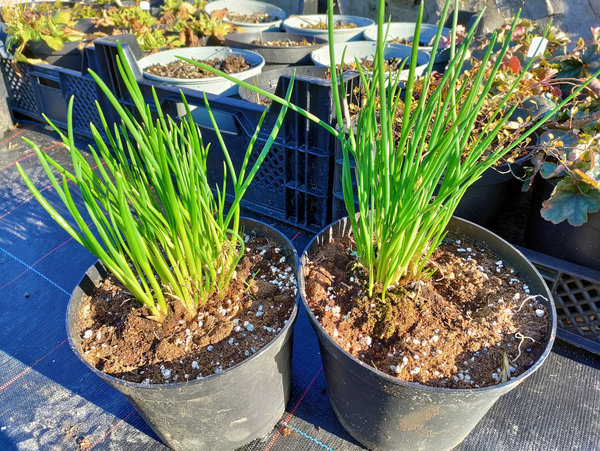 Feiner Gartenschnittlauch - Allium schoenoprasum - Bestellung erst ab Mitte April 2023 - Größe L