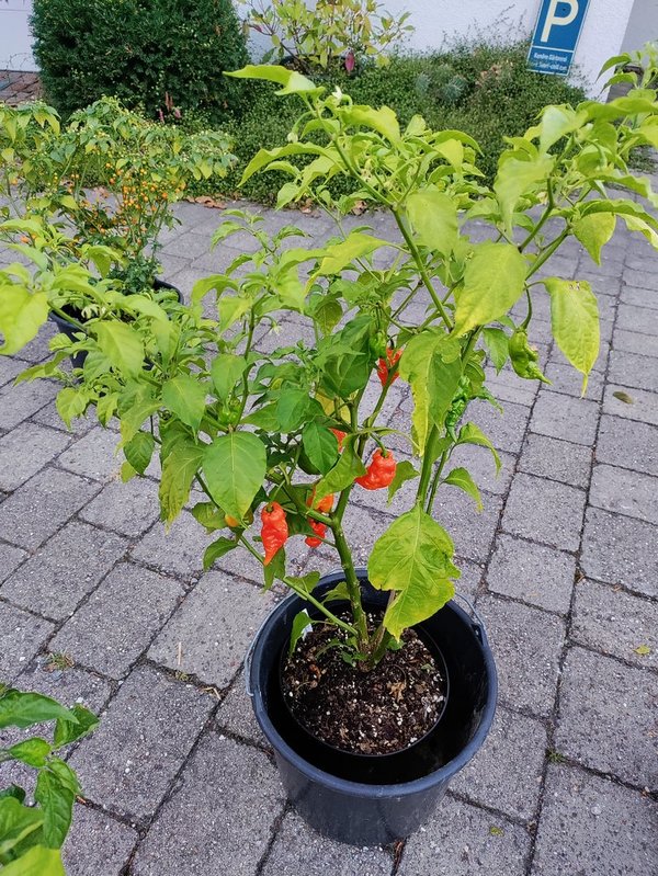 Chili-Pflanze XL- MORUGA LONGTAIL SCORPION