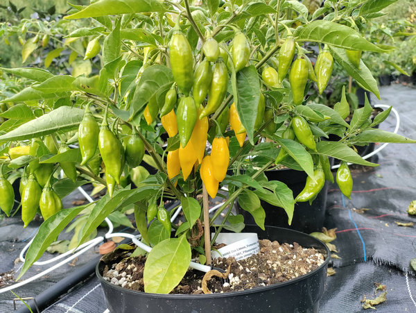 Chili-Pflanze LIMON - L