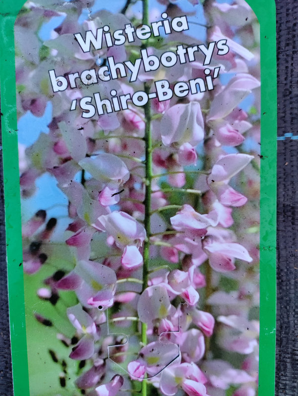 Blauregen (rosa) "SHIRO-BENI"- Wisteria brachybotrys "SHIRO-BENI"- 40/60 cm