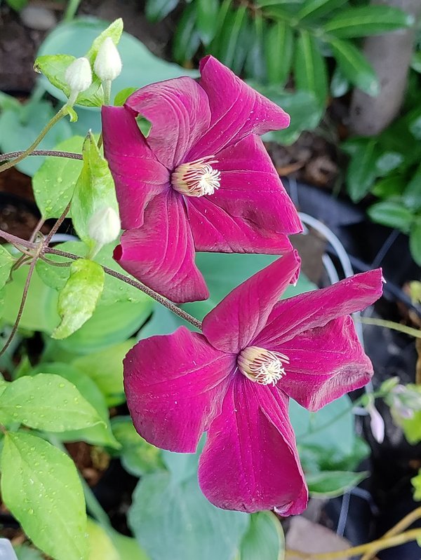 Clematis "ROYAL VELOURS" - 60 / 100 cm - rot