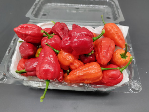 EINZELSORTEN - Frische Chilis - APOCALYPSE RED (Superhot) - 100 g