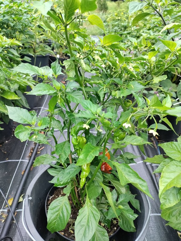 Chili-Pflanze XL- BLACK PUMA