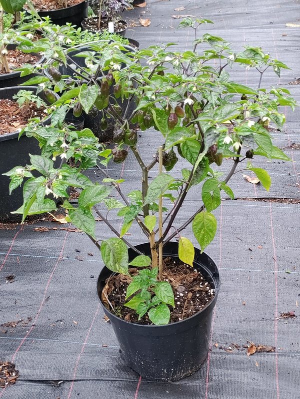Chili-Pflanze XL- BOLIVIAN BUMPY