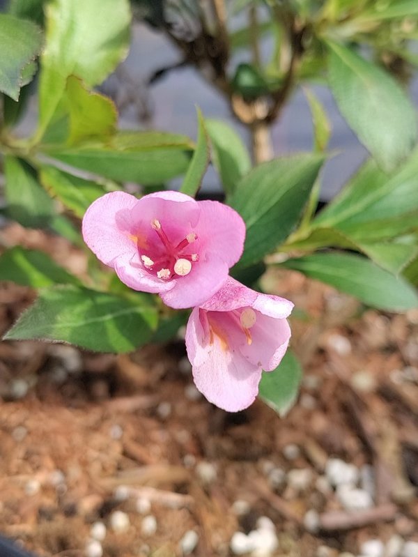 Rotblättrige Weigelie L - - Weigela florida purpurea
