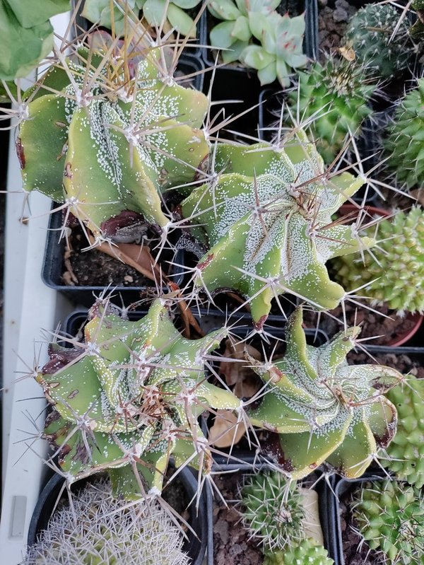 Bischofsmütze (Kaktus) - Astrophytum ornatum - T7