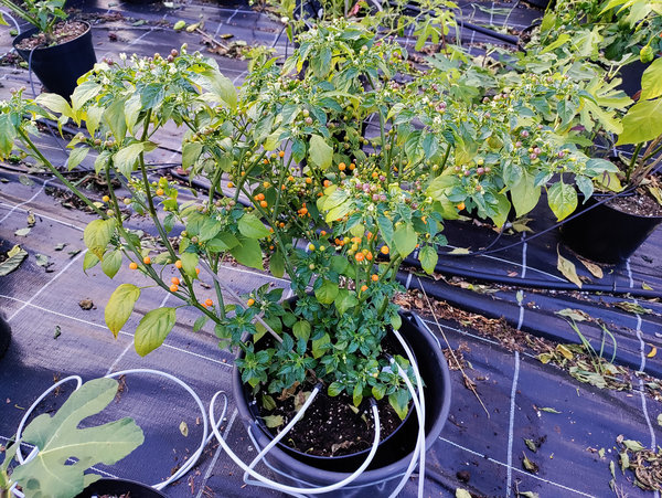 Chili-Pflanze XXL - AJI CHARAPITA YELLOW