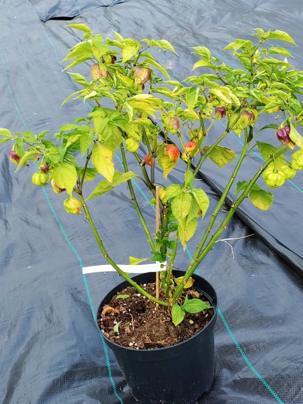 Chili-Pflanze XL - CAROLINA REAPER RED (SUPERHOT) _ Pflanze Nr2 (RESERVIERT)