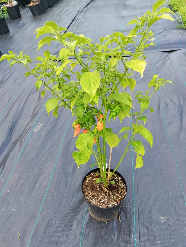 Chili-Pflanze XL - MORUGA LONGTAIL SCORPION (SUPERHOT)
